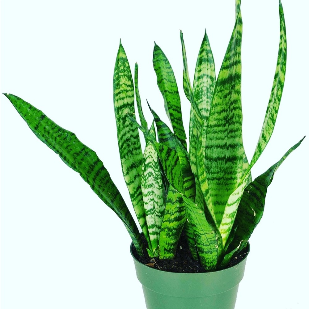 Plant Air purifier mother-in-law tongue snake - Picture 2 of 9